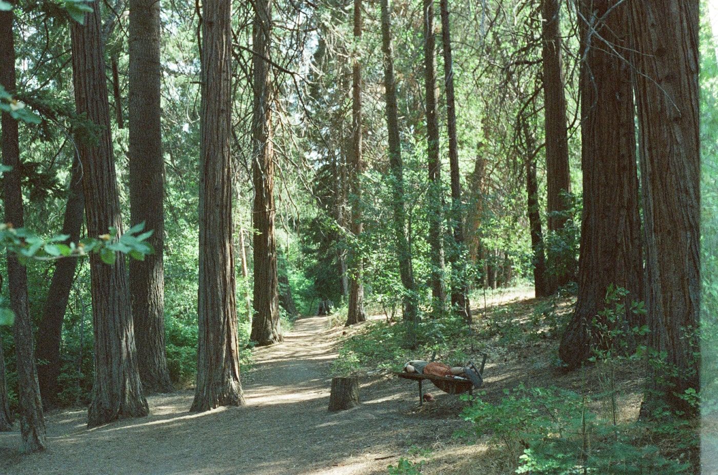 Mount Shasta, by Ale Campos (guitar, vocals)