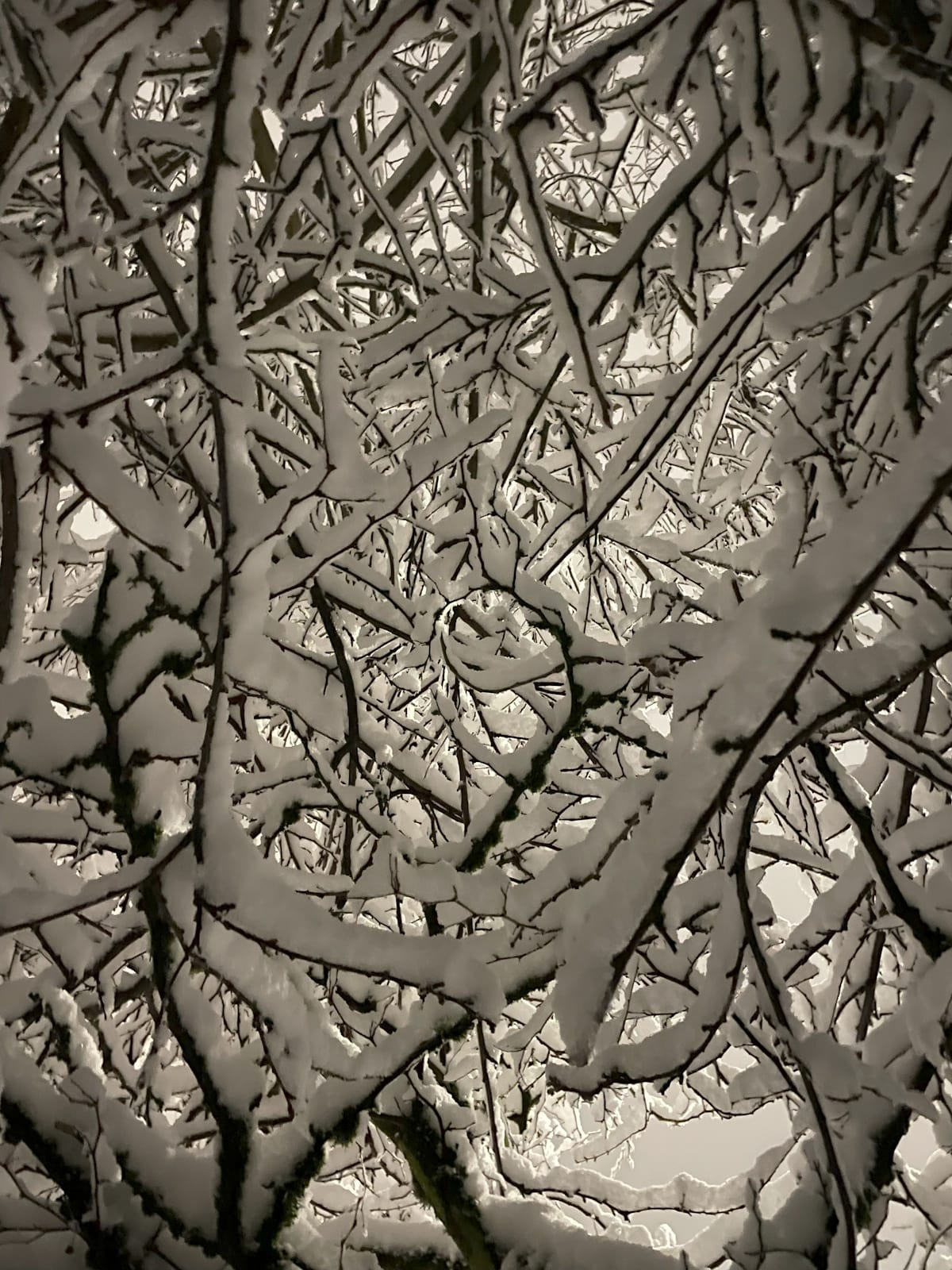 Ice Branches Temple of Bone