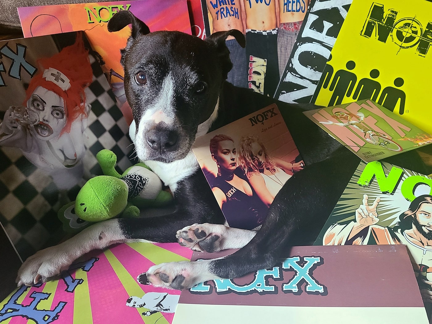 BELLATHEPUNKPITBULL FINAL